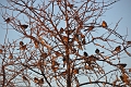 redwing, redwings, thrushes-6